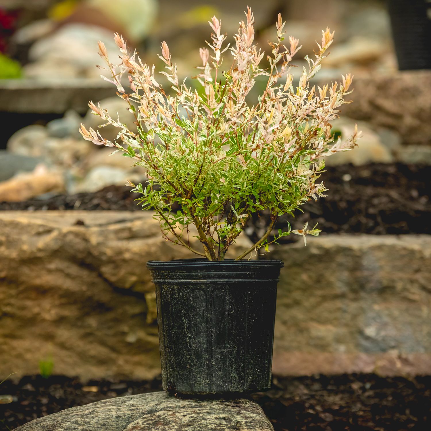 Dappled Willow &#39;Flamingo&#39; 2 gal