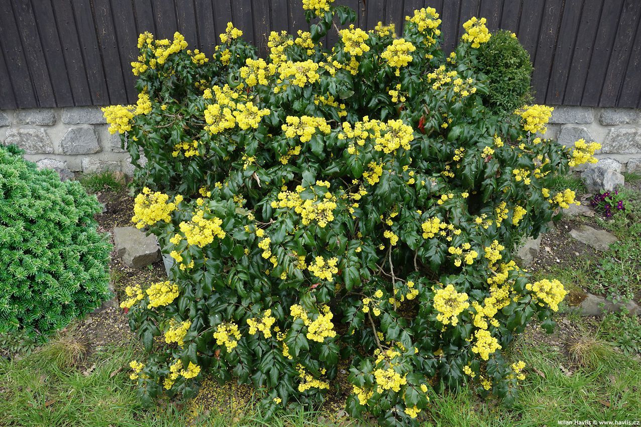 Mahonia aquifolium &#39;Oregon Grape Holly&#39; 3 gal