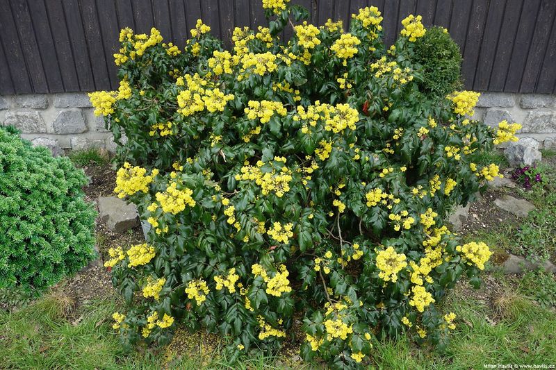 Mahonia aquifolium &#39;Oregon Grape Holly&#39; 3 gal