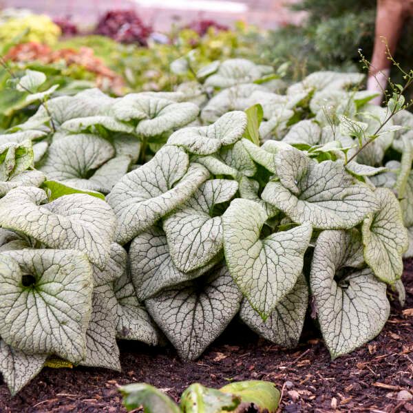 Brunnera &#39;Sterling Silver&#39; 1 gal