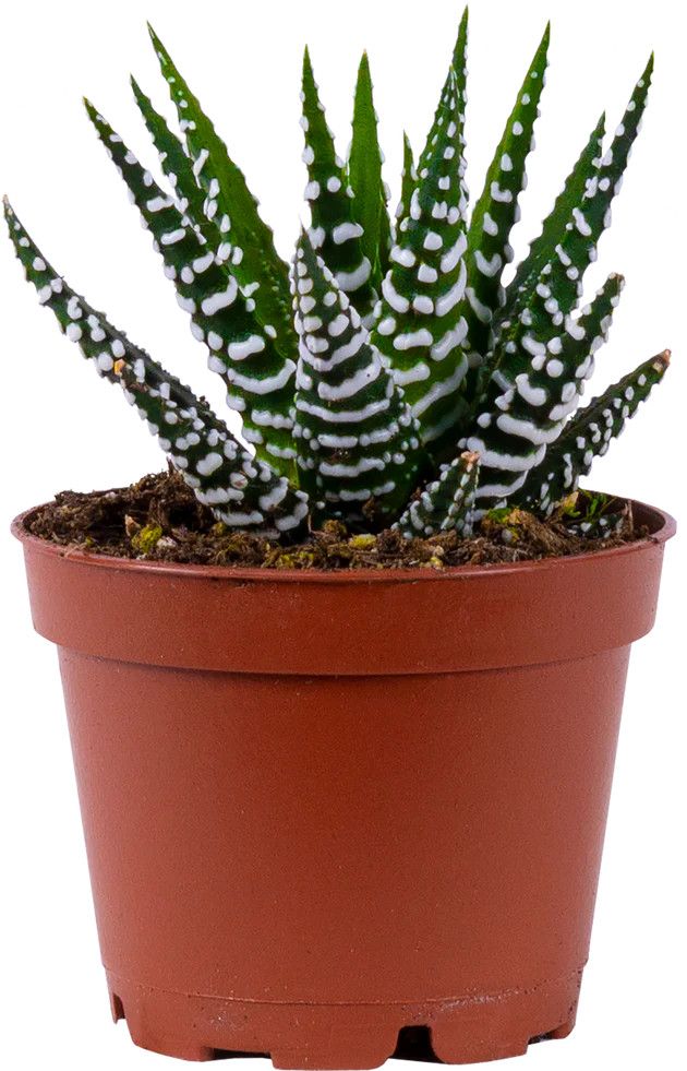 Haworthia 3.5&quot; Assorted