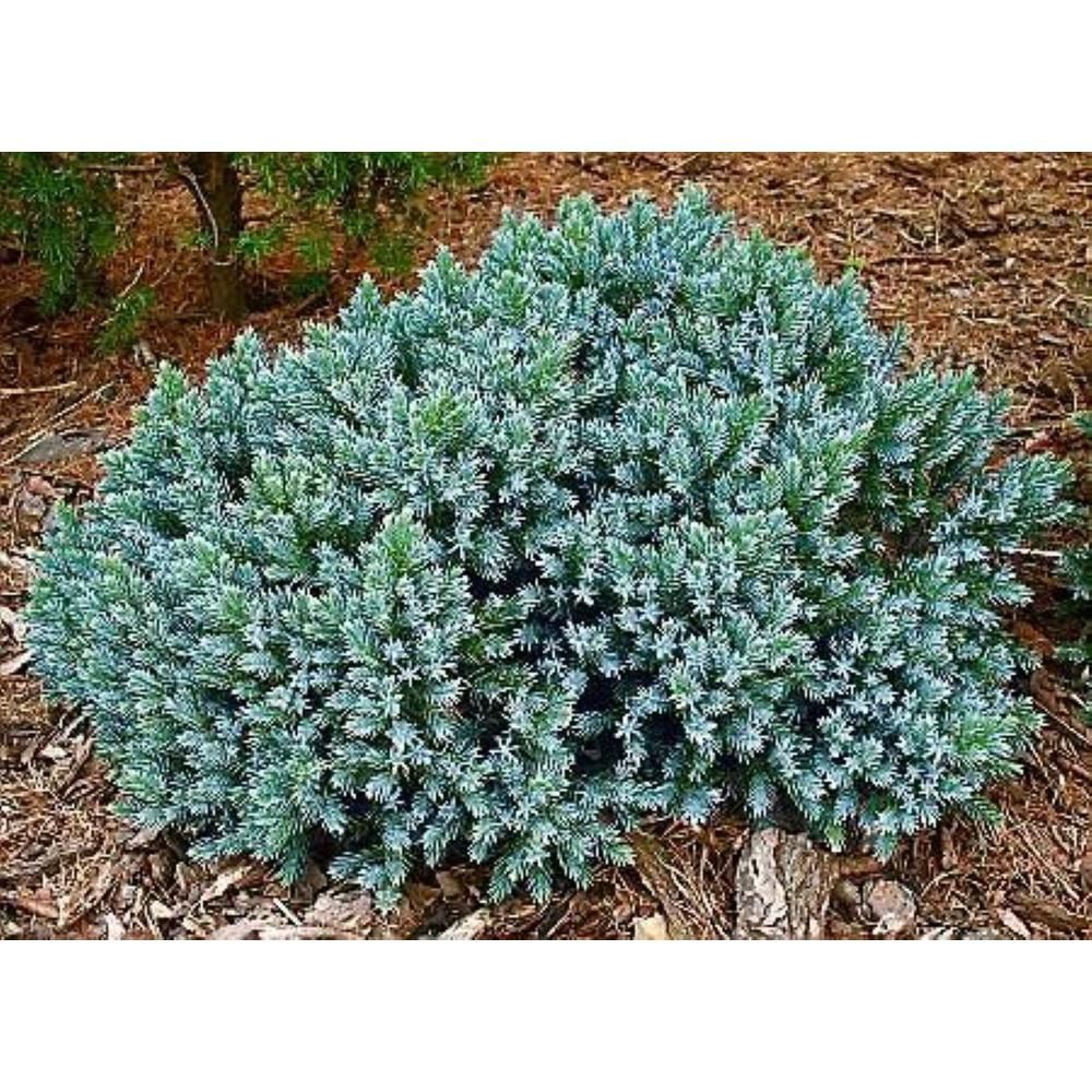 Juniper &#39;Dwarf Blue Star&#39; - 2 gal