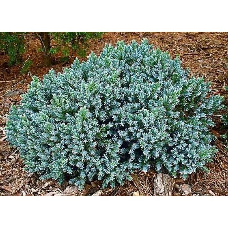 Juniper &#39;Dwarf Blue Star&#39; - 2 gal