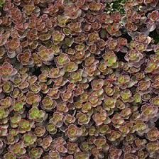 Stonecrop - Sedum &#39;Bronze Carpet&#39; 4&quot;