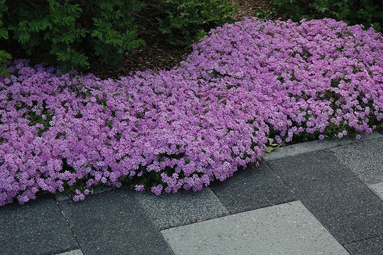 Creeping Phlox &#39;Fort Hill&#39; 4&quot;