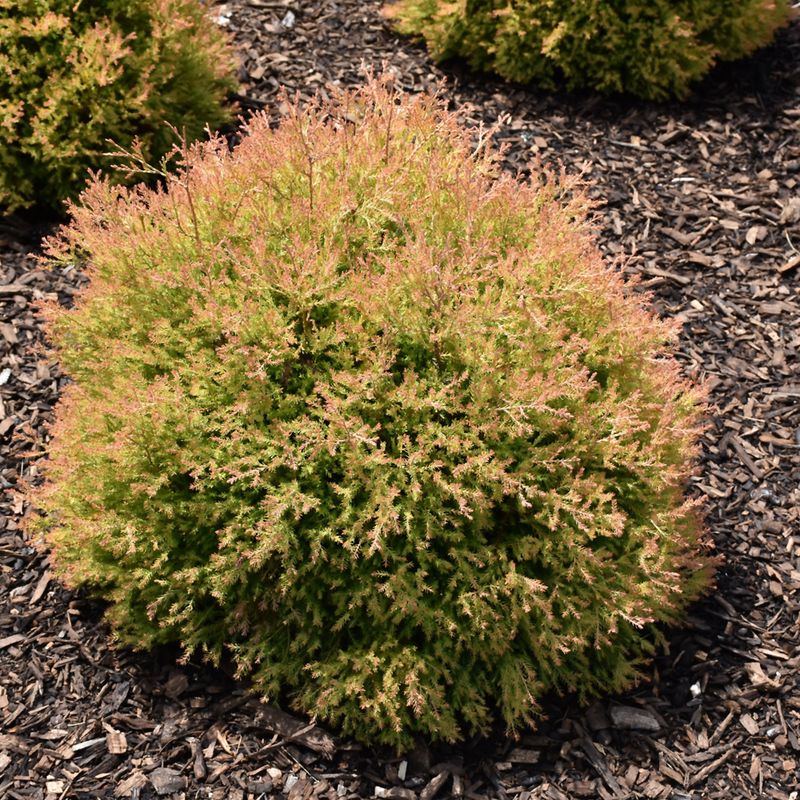 Cedar &#39;Globe Fire Chief&#39; 3 gal
