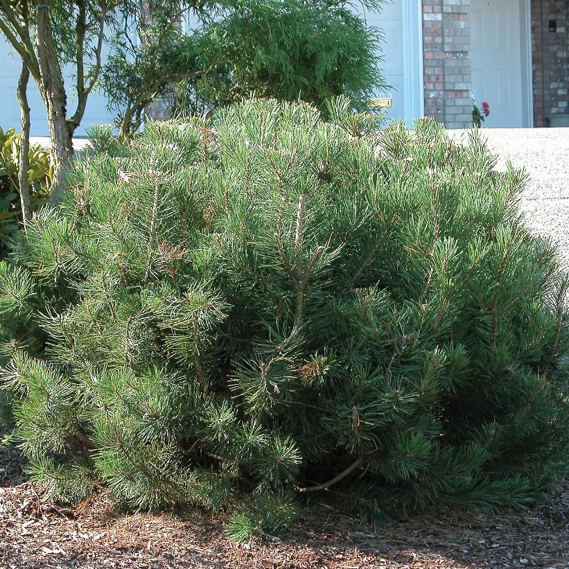 Mugo Pine Dwarf, Size: 2 gal