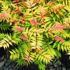 False Spirea &#39;Cherry on Top&#39; 2 gal