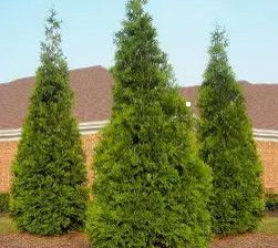 Cedar &#39;Green Giant&#39; 3 gal 24&quot; potted