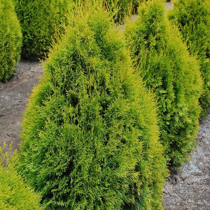 Cedar &#39;Highlight Janed Gold Cedar&#39; 3 gal 24&quot; potted