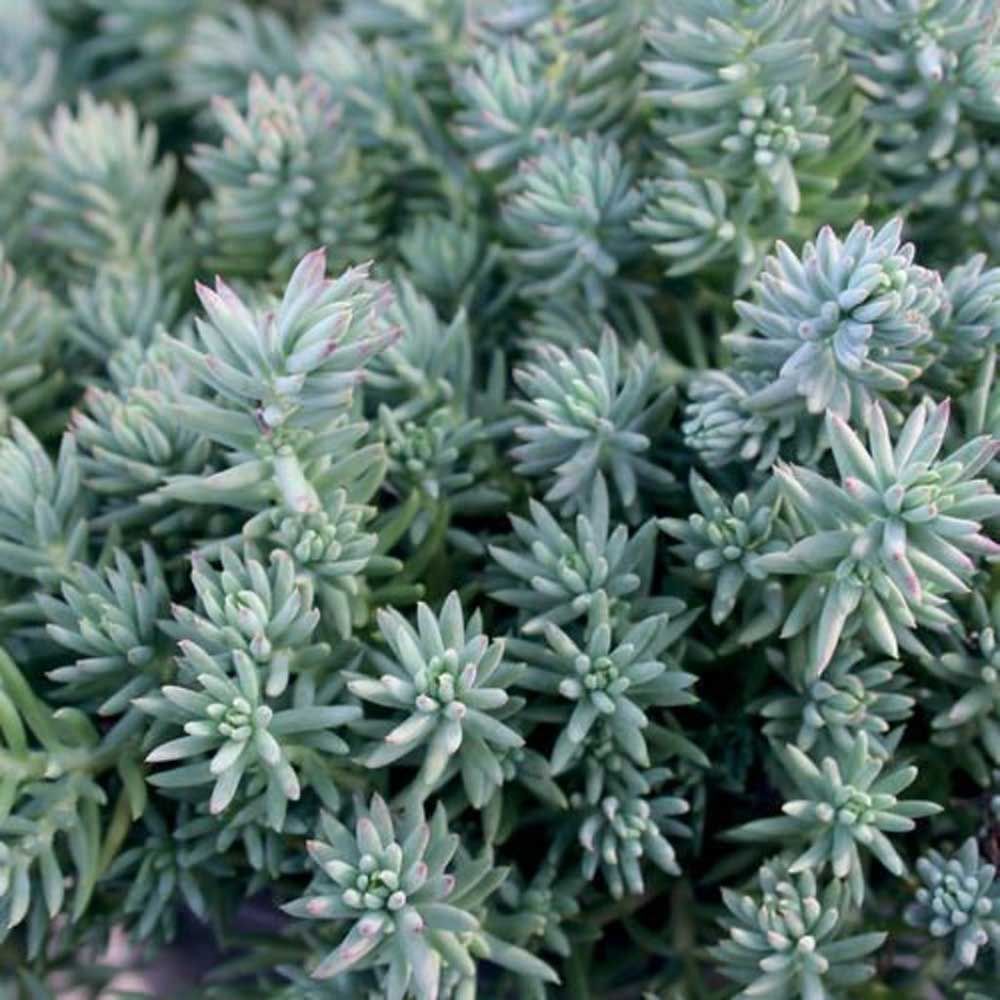 Stonecrop - Sedum &#39;Blue Spruce&#39; 4&quot;