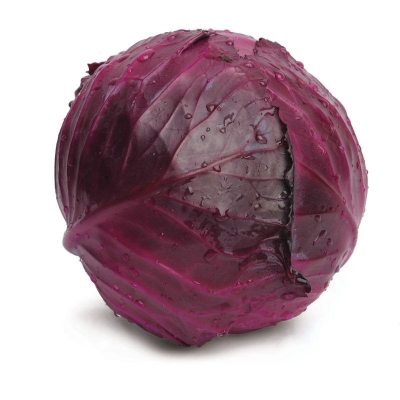 Cabbage Red Jewel 4 cell pack