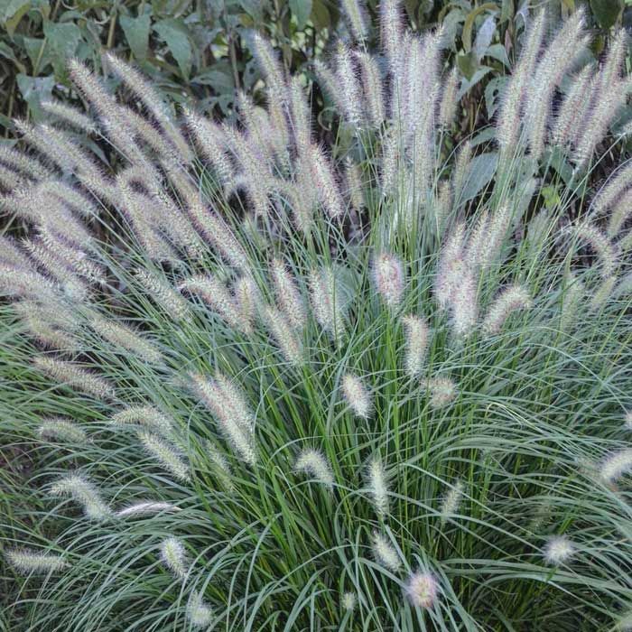 Fountain Grass &#39;Pennisetum Piglet&#39; 1 gal