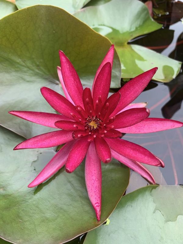 Water Plant: Lily-  8&quot; pot Hidden Violet Hardy