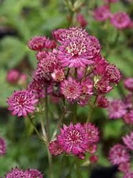 Astrantia &#39;Star of Beauty&#39; Masterwort 1 gal