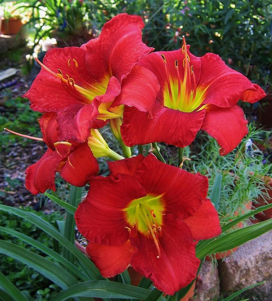Daylily - Hemerocallis &#39;Funny Valentine&#39; 1 gal
