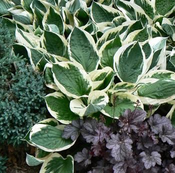 Hosta &#39;Patriot&#39;, Size: 1 gal