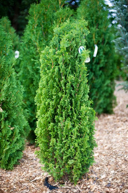 Cedar &#39;Degroot&#39;s Spire Pyramid Cedar&#39; 1 gal