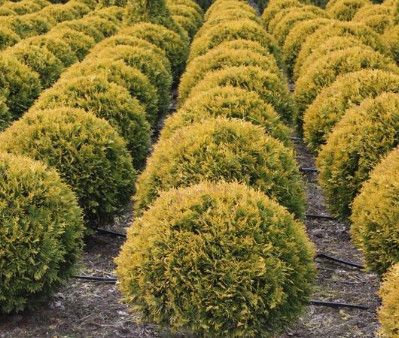 Cedar &#39;Globe Sunkist&#39; 1 gal