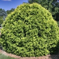 Cedar &#39;golden globe&#39; 1 gal