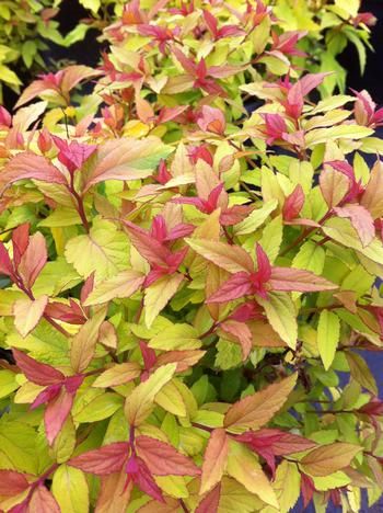 Spirea &#39;Goldflame&#39; -, Size: 2 gal