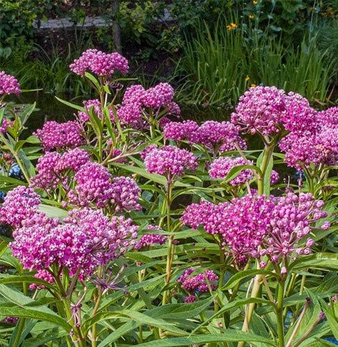 Asclepias incarnata &#39;Swamp Milkweed&#39; 1 gal