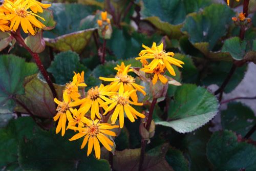 Ligularia &#39;Othello&#39; Goldenray 1 gal