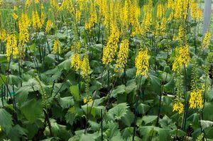 Ligularia &#39;The Rocket&#39; Goldenray 1 gal