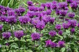 Monarda &#39;Balmy Purple&#39; Beebalm 2 gal