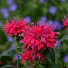 Monarda &#39;Cherry Pops&#39; Beebalm 1 gal