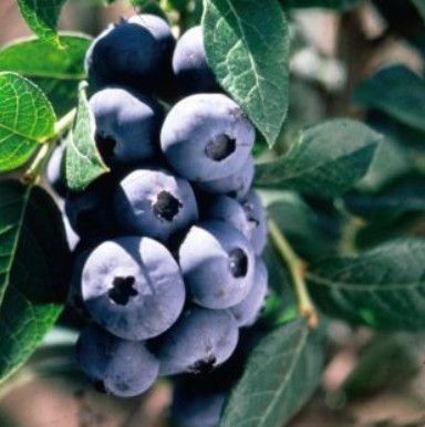 Blueberry - Vaccinium &#39;Chippewa&#39; 1 gal