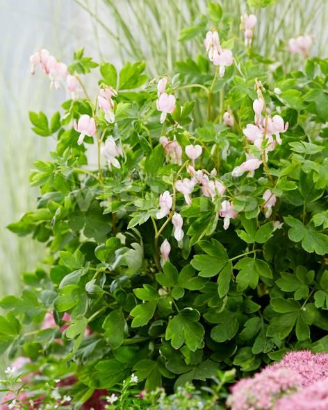 Bleeding Heart &#39;Cupid&#39; 1 gal