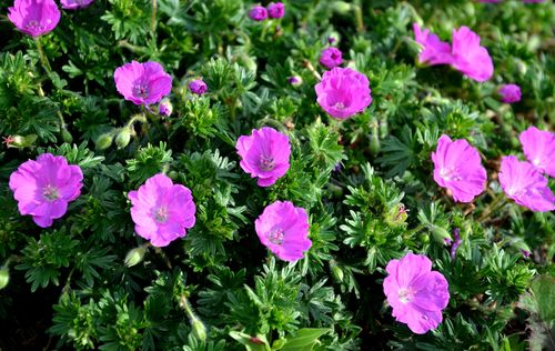 Perennial Geranium &#39;Max Frei&#39;, Size: 1 gal