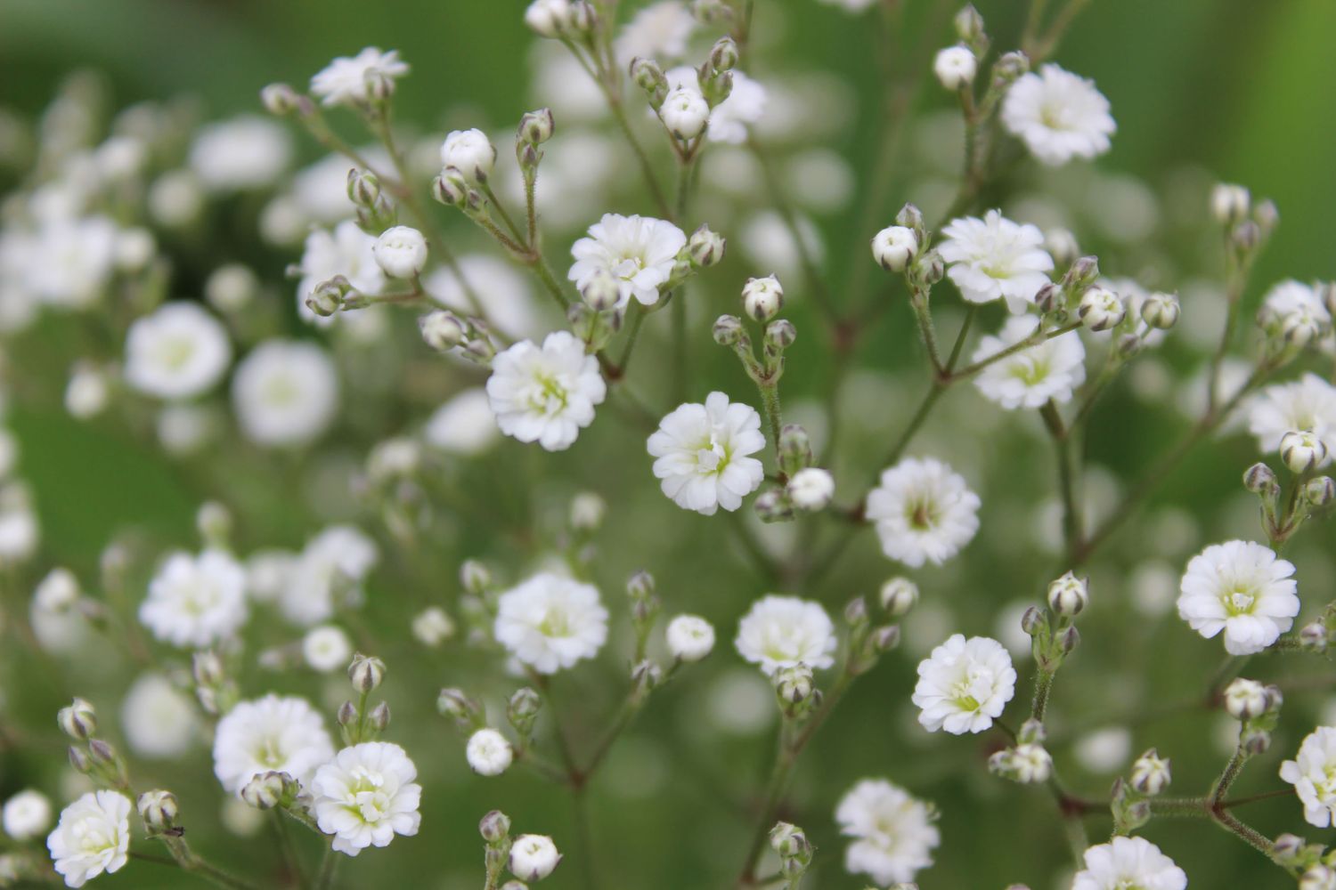 Baby&#39;s Breath &#39;Gypsophila Summer Sparkles&#39; 2 gal