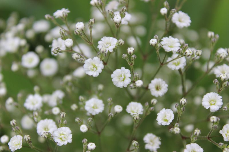 Baby&#39;s Breath &#39;Gypsophila Summer Sparkles&#39; 2 gal
