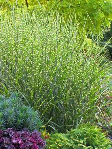 Maiden Grass - Miscanthus &#39;Strictus&#39; 2 gal