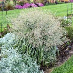 Switch Grass &#39;Panicum Niagara Falls&#39; 1 gal PW