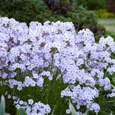 Garden Phlox &#39;Fashionably Lavender Ice&#39; 1 gal