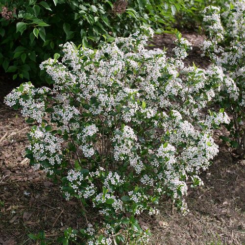 Aronia &#39;Low Scape Snowfire&#39; Chokeberry 2 gal PW