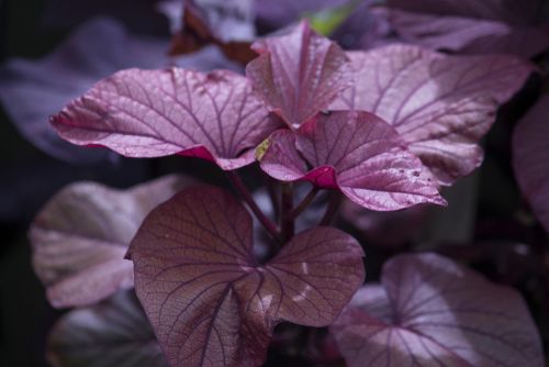 Sweet Potato Vine - 4&quot;, Variety: Black Heart