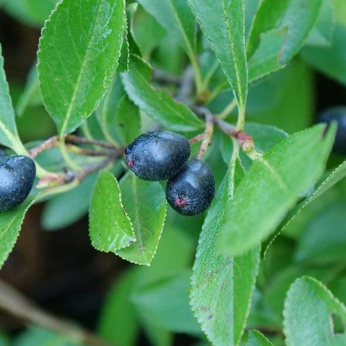 Aronia &#39;Ground Hug&#39; Chokeberry 2 gal PW