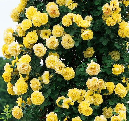 Climbing Rose &#39;Yellow Blaze&#39; 2 gal