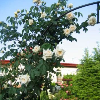 Climbing Rose &#39;Ilse Krohn Superior&#39; 2 gal