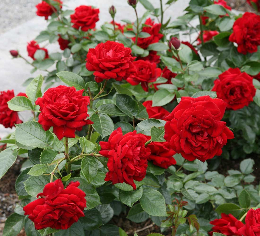 Rose &#39;Sunbelt Desmond Tutu&#39; 2 gal