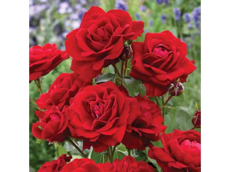 Rose &#39;Lili Marlene&#39; 2 gal