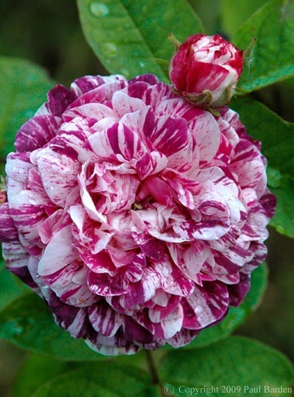 Rose &#39;Camaieux&#39; 2 gal