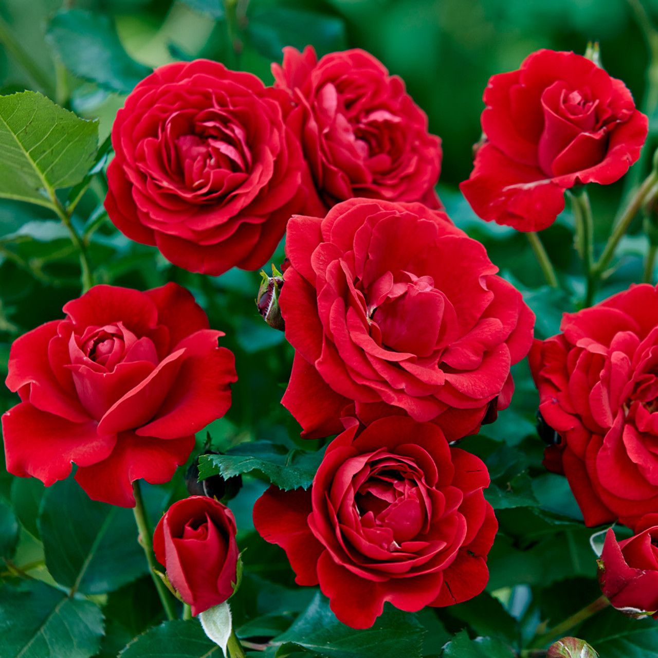 Rose &#39;Nina Weibull&#39; 2 gal (Red)