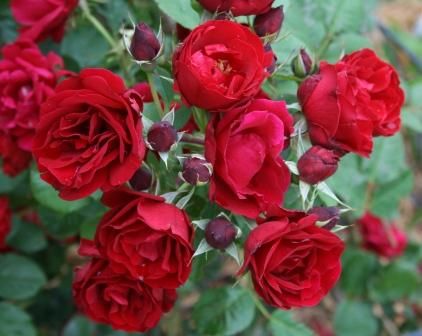Rose &#39;Hope for Humanity&#39; 2 gal