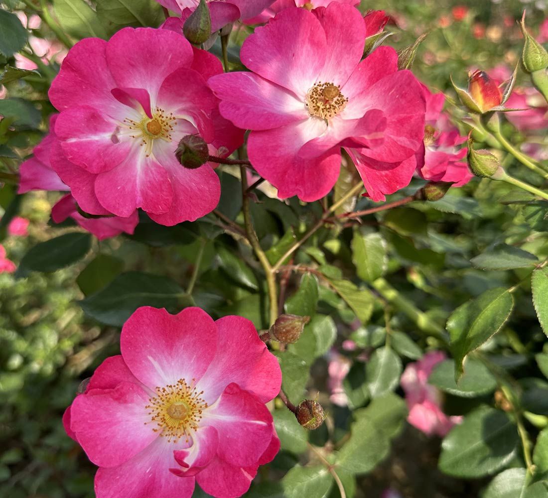 Rose &#39;Fairplay&#39; 2 gal (Pink)