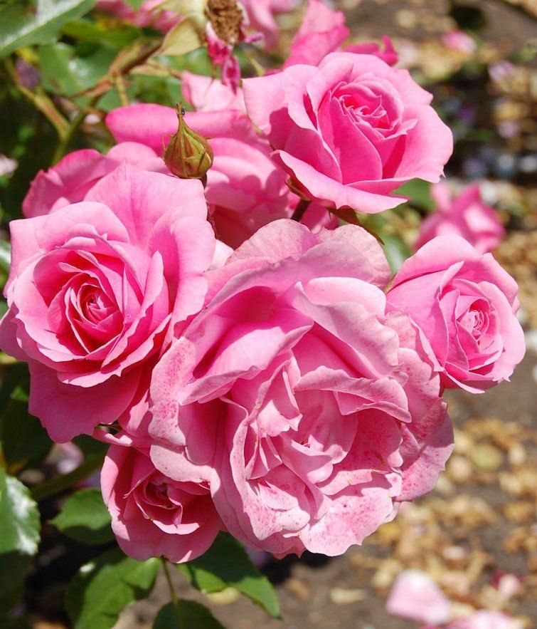 Rose &#39;Royal Bonica&#39; 2 gal
